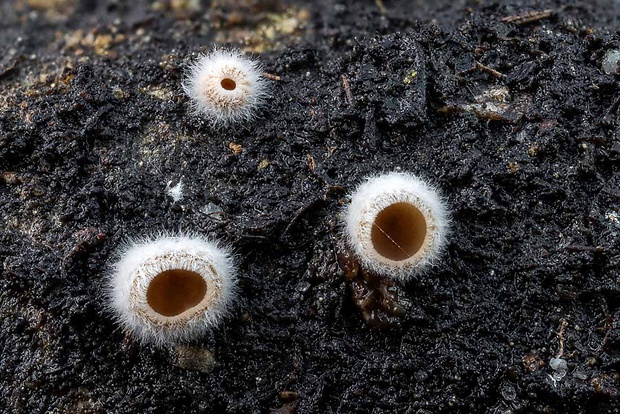 škľabka plstnatá Schizophyllum amplum (Lév.) Nakasone