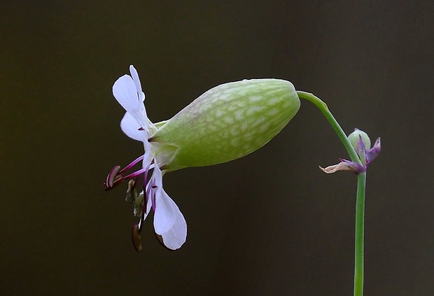 silenka obyčajná Silene vulgaris (Moench) Garcke