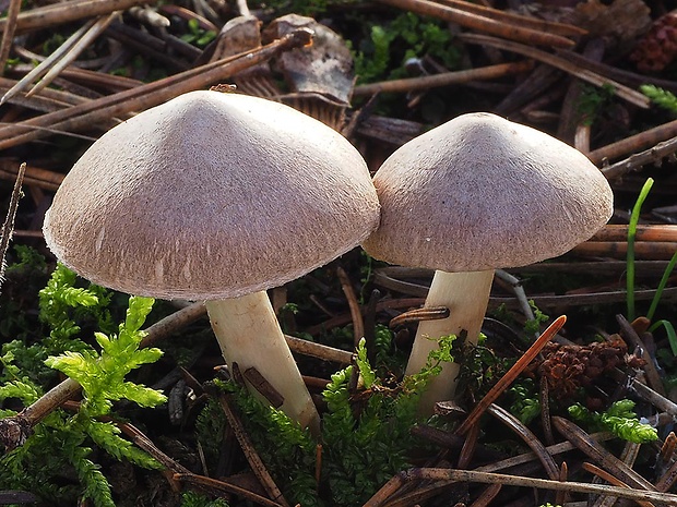 čírovka zemná Tricholoma terreum (Schaeff.) P. Kumm.