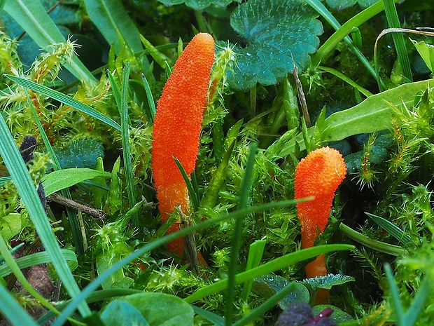 žezlovka hmyzová Cordyceps militaris (Fr.) Link