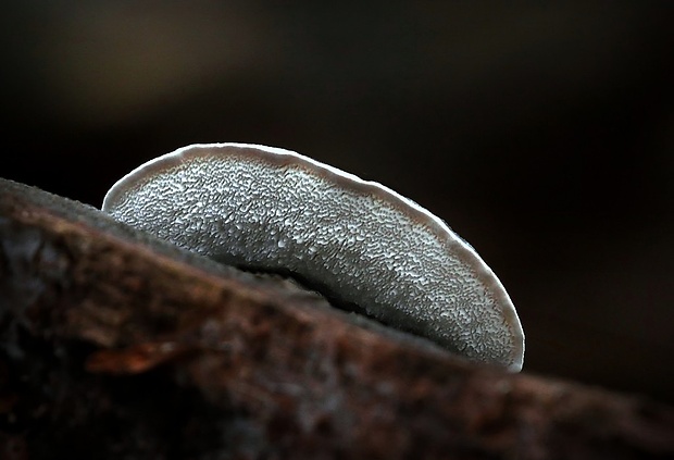 šťavnatec modrastý Cyanosporus caesius (Schrad.) McGinty