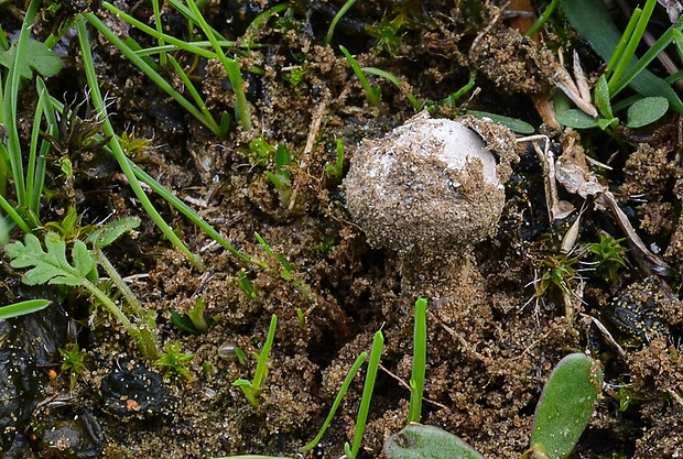 stopkovec Hollósov Tulostoma pulchellum Sacc.