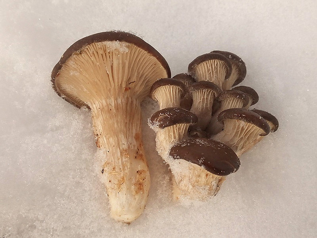 hliva ustricovitá Pleurotus ostreatus (Jacq.) P. Kumm.