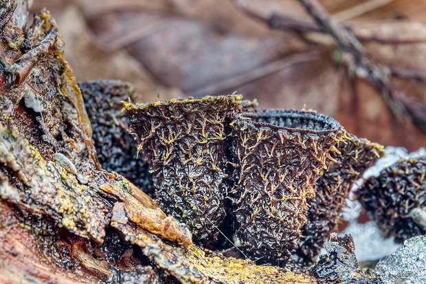 čiaškovec pásikavý Cyathus striatus (Huds.) Willd.