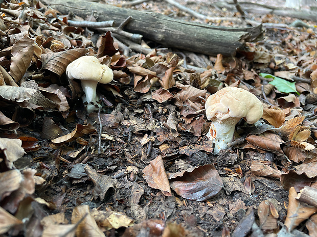 jelenka poprehýbaná Hydnum repandum L.