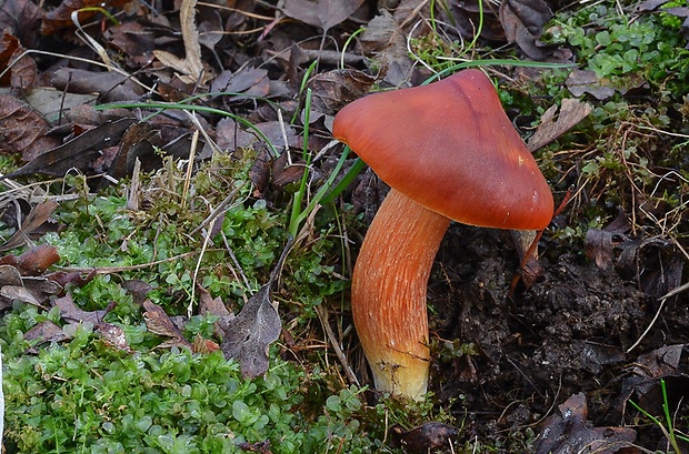 lúčnica granátovočervená Hygrocybe punicea (Fr.) P. Kumm.