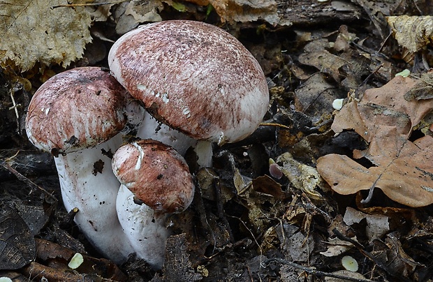 šťavnačka plávkovitá Hygrophorus russula (Schaeff.) Kauffman