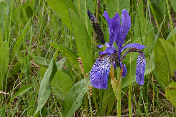 kosatec sibírsky Iris sibirica L.