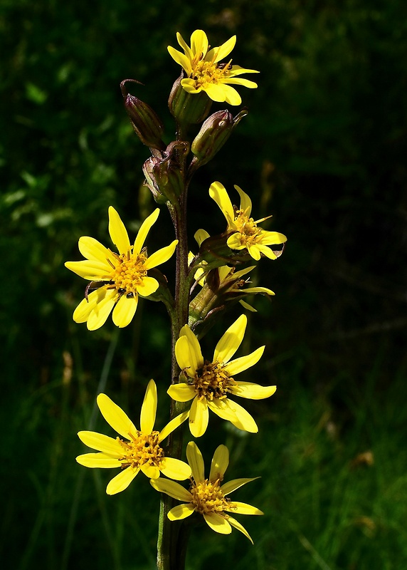 jazyčník sibírsky Ligularia sibirica (L.) Cass.