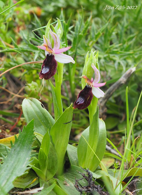 hmyzovník bertoloniho Ophrys bertolonii Moretti