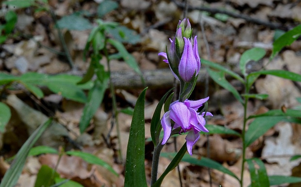 prilbovka červená Cephalanthera rubra (L.) Rich.