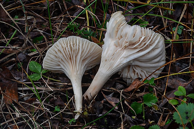 lúčnica snehobiela Cuphophyllus virgineus (Wulfen) Kovalenko