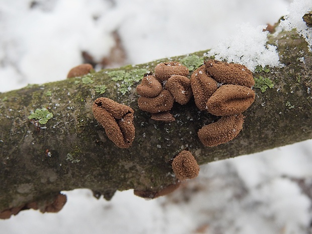 dutinovka otrubnatá Encoelia furfuracea (Roth) P. Karst.