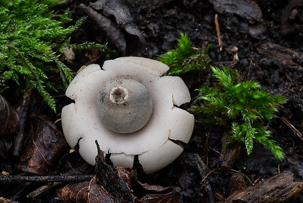 hviezdovka fľaškovitá Geastrum lageniforme Vittad.