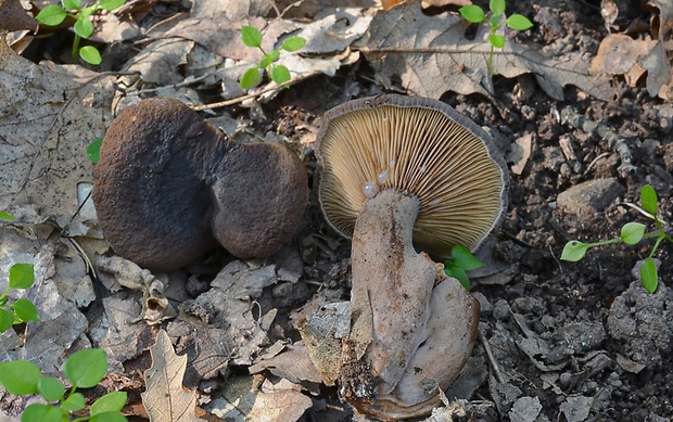 rýdzik vodnatý Lactarius serifluus (DC.) Fr.