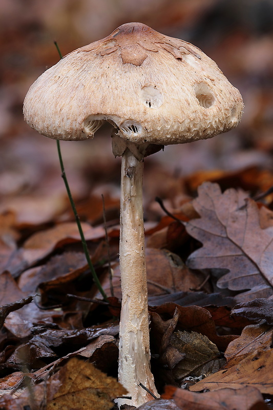 bedľa Macrolepiota sp.