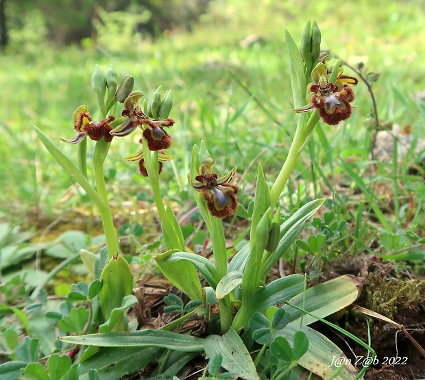hmyzovník Ophrys speculum Link