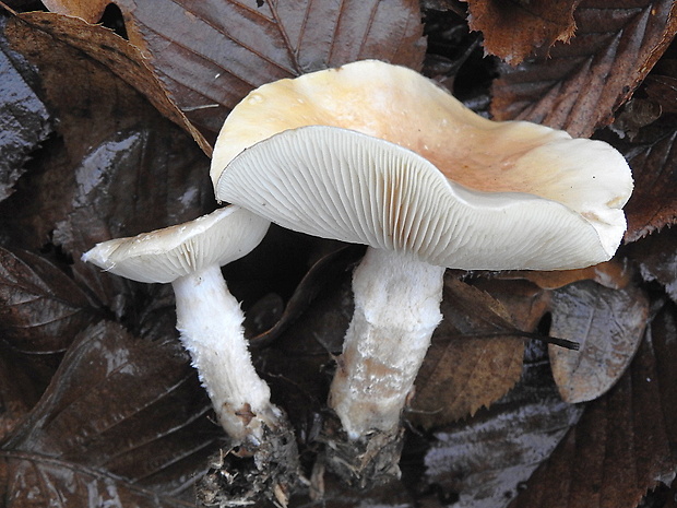 šupinovka hlinovookrová Pholiota lenta (Pers.) Singer