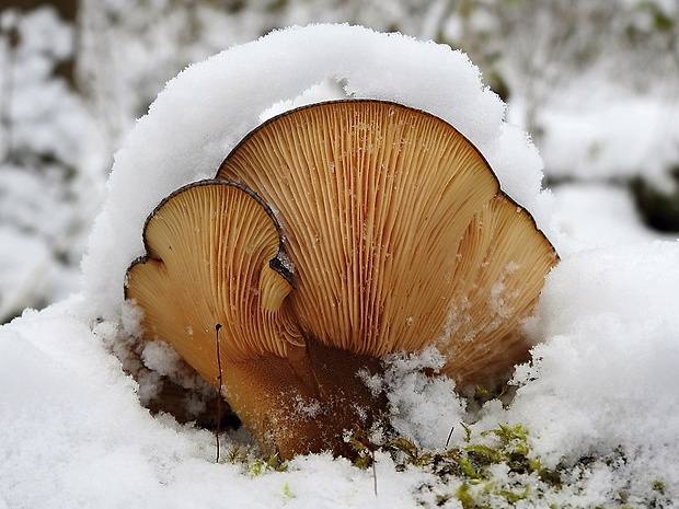 pňovka neskorá Sarcomyxa serotina (Pers.) P. Karst.