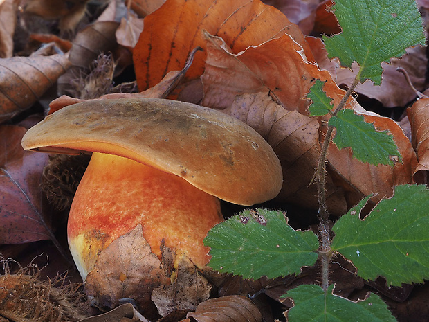 hríb zrnitohlúbikový Sutorius luridiformis (Rostk.) G. Wu & Zhu L. Yang