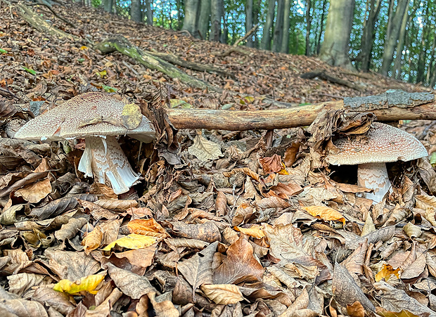 muchotrávka červenkastá Amanita rubescens Pers.