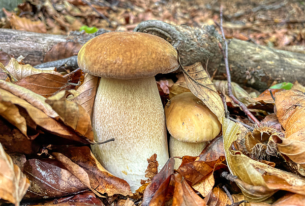 hríb dubový Boletus reticulatus Schaeff.