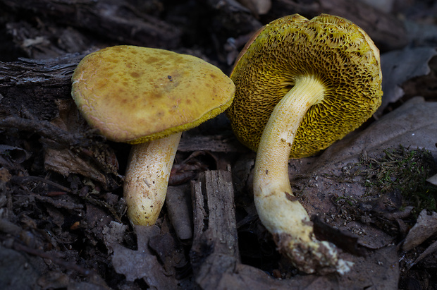 suchohríb plstnatý Boletus subtomentosus L.