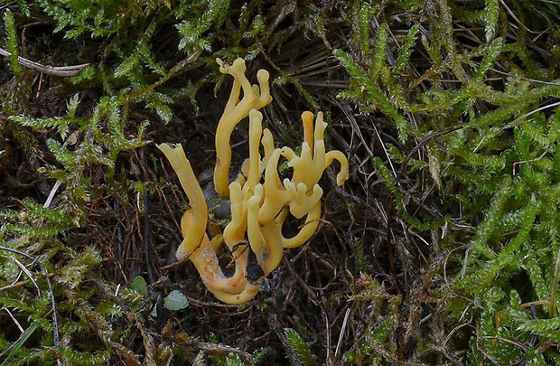 pakonárovka parôžkovitá Clavulinopsis corniculata (Schaeff.) Corner