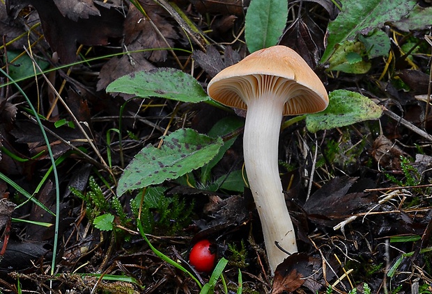 lúčnica statná Cuphophyllus pratensis (Fr.) Bon