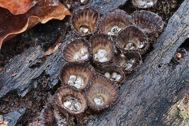 čiaškovec pásikavý Cyathus striatus (Huds.) Willd.