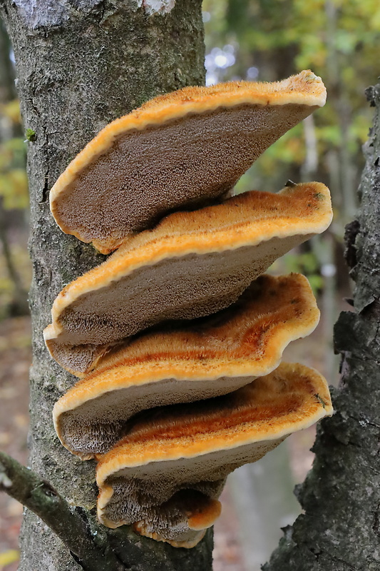 ryšavec srstnatý Inonotus hispidus (Bull.) P. Karst.