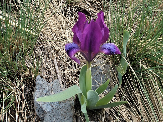 kosatec nízky Iris pumila L.