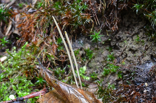 kyjovka tenká Macrotyphula juncea (Alb. & Schwein.) Berthier