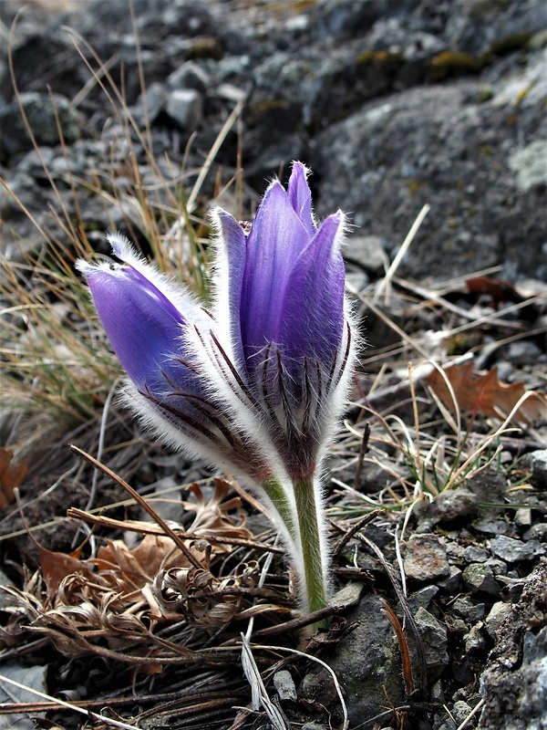 poniklec veľkokvetý Pulsatilla grandis Wender.