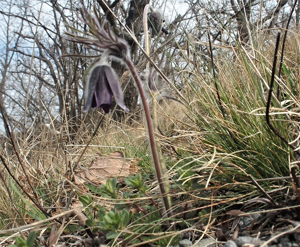 poniklec lúčny český Pulsatilla pratensis subsp. bohemica Skalický