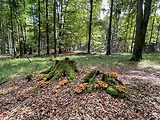 vejárovec obrovský - biotop