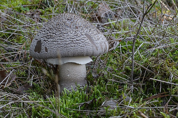 muchotrávka hrubá Amanita excelsa (Fr.) Bertill.