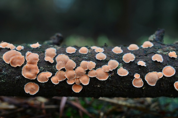 obrúbenec beztvarý Aleurodiscus amorphus (Pers.) J. Schröt.