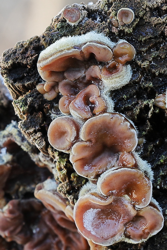 uchovka pásikavá Auricularia mesenterica (Dicks.) Pers.