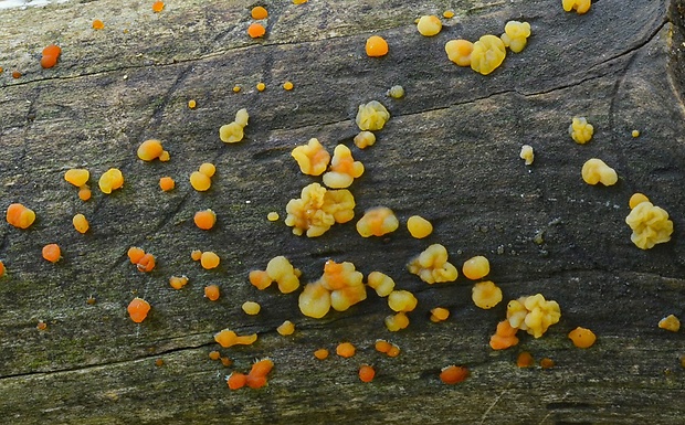 slzovec Dacrymyces sp.