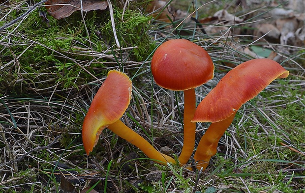 lúčnica šarlátová Hygrocybe coccinea (Schaeff.) P. Kumm.