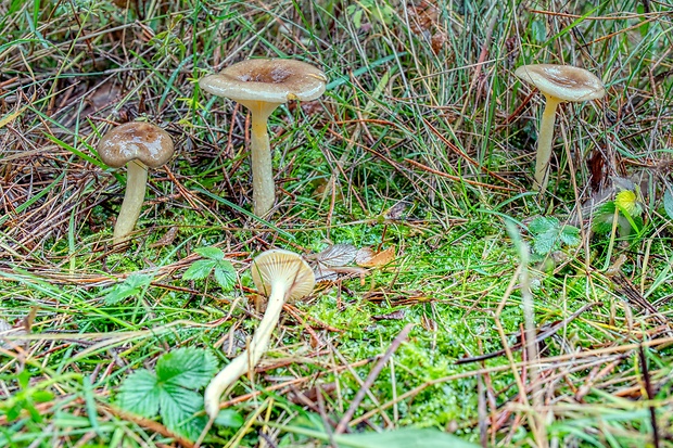 šťavnačka mrazová Hygrophorus hypothejus (Fr.) Fr.