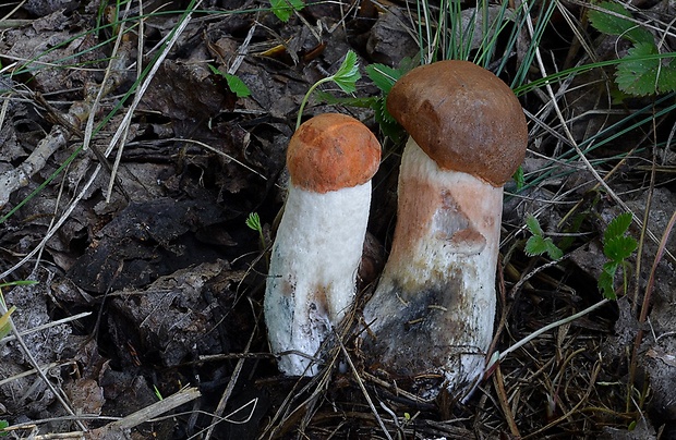 kozák osikový Leccinum albostipitatum den Bakker & Noordel.