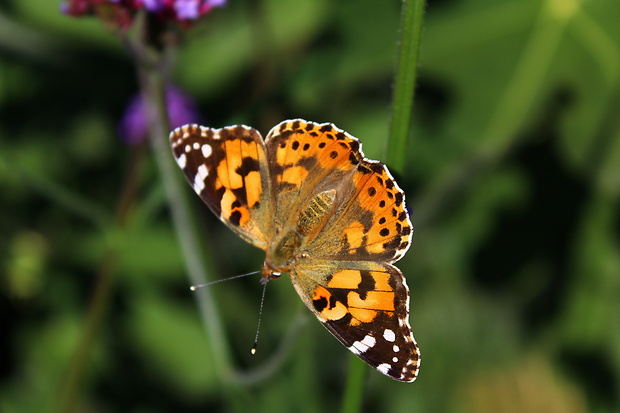 babôčka bodliaková Vanessa cardui