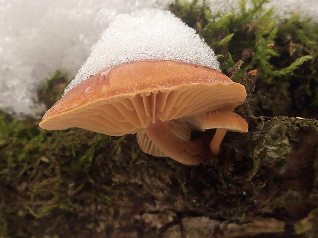 plamienka Flammulina sp.