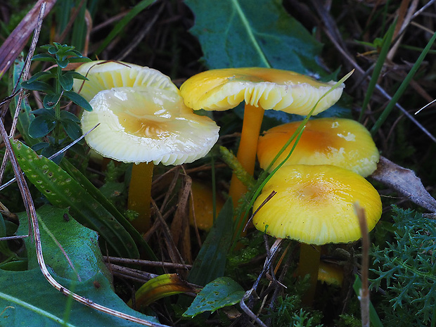 lúčnica citrónovožltá Hygrocybe chlorophana (Fr.) Wünsche