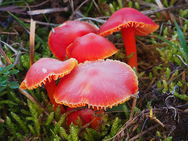 lúčnica šarlátová Hygrocybe coccinea (Schaeff.) P. Kumm.