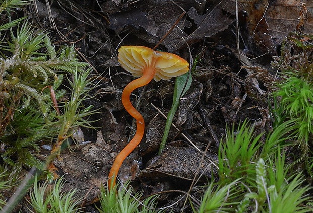 lúčnica Hygrocybe sp.