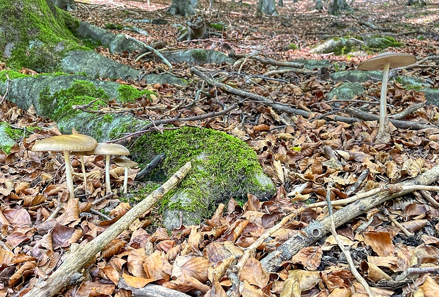 sliznačka koreňujúca Hymenopellis radicata (Relhan) R.H. Petersen