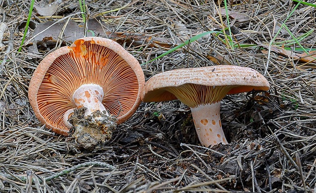 rýdzik pravý Lactarius deliciosus (L.) Gray